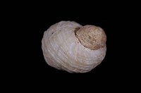 藏品(灰毛螺)的圖片